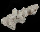 Mosasaur (Platecarpus) Jaw Section - Kansas #61436-3